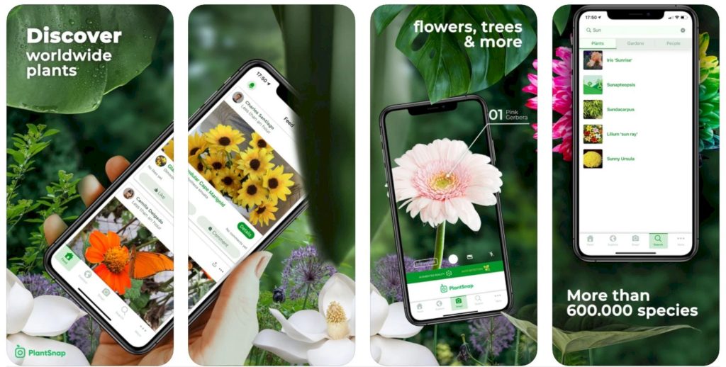 Определить цветок по фотографии с телефона